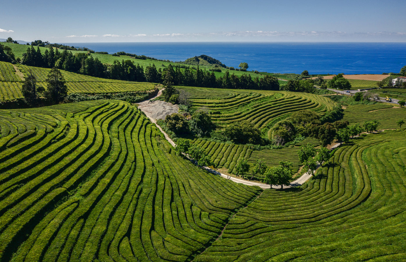 Cha Gorreana Tee Portugal